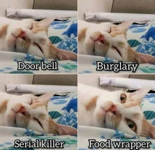 cat food wrapper.jpg